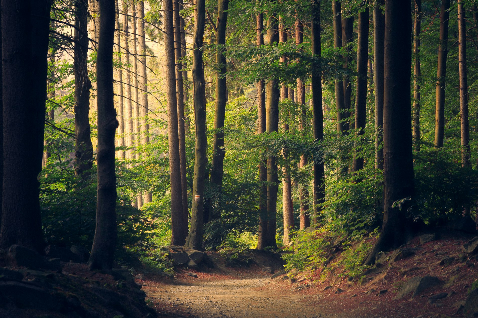 Peaceful misty forest bringing calm and tranquility